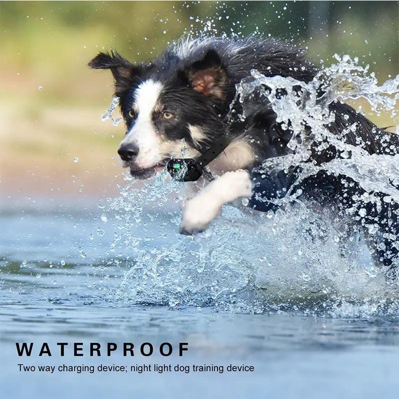 Remote control dog training collar by AdTec, waterproof black collar on a jumping dog.