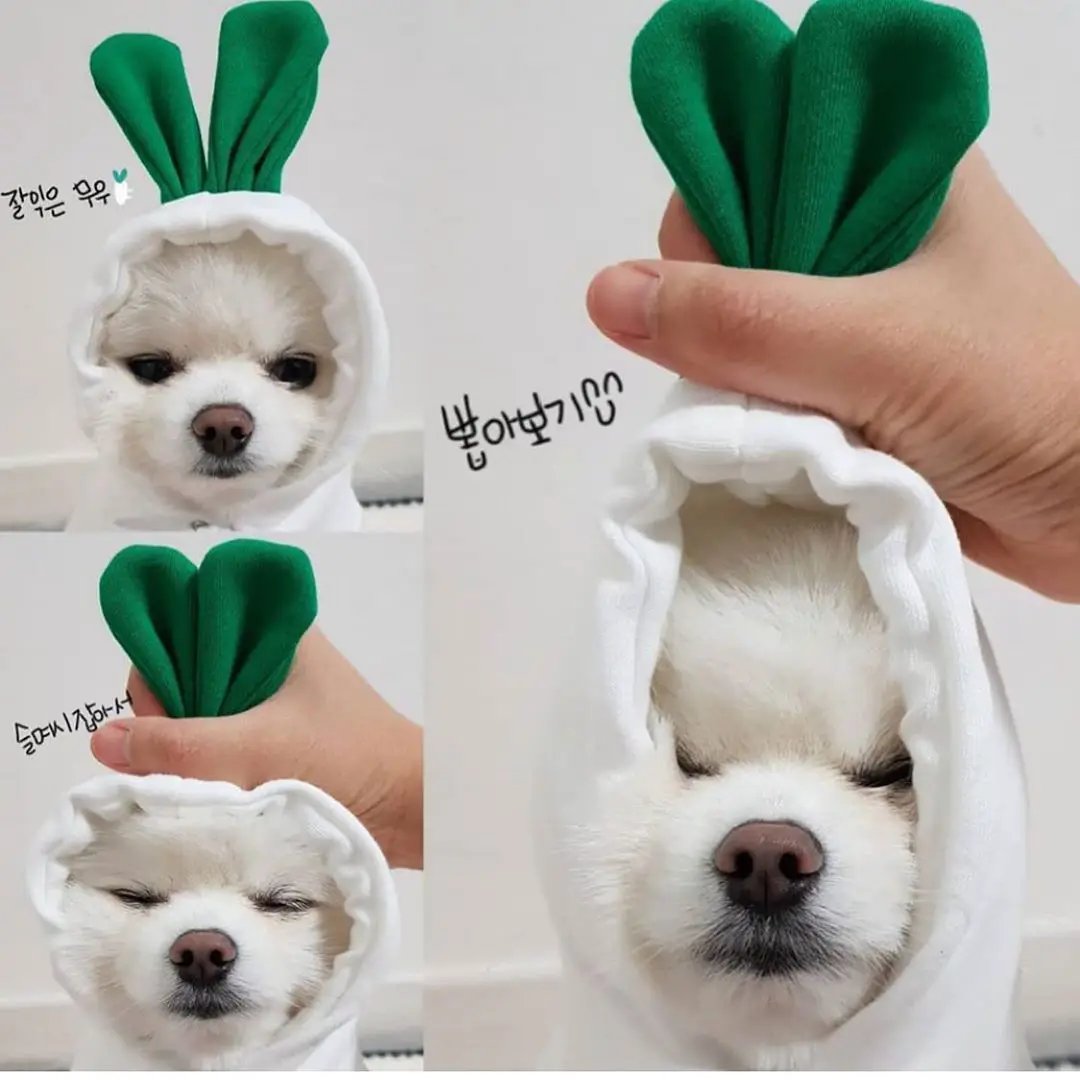 AdTec Cute Fruit Dog Hoodie for small dogs, white fleece with green bunny ears