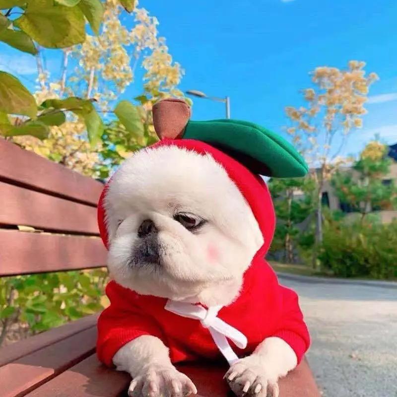 Cute fruit dog hoodie for small dogs in red fleece with white tie, on a white fluffy pup wearing a green leaf hat.