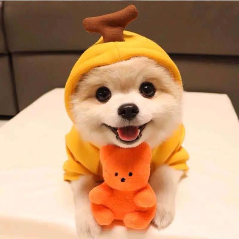 Cute fruit dog hoodie on a small fluffy white dog with yellow fleece and an orange plush toy.