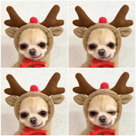 Dog hoodie with reindeer antlers in brown fleece, small breed AdTec, four-pack
