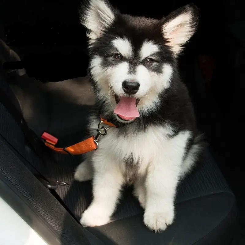 Adjustable dog car seat belt with orange strap and metal clip