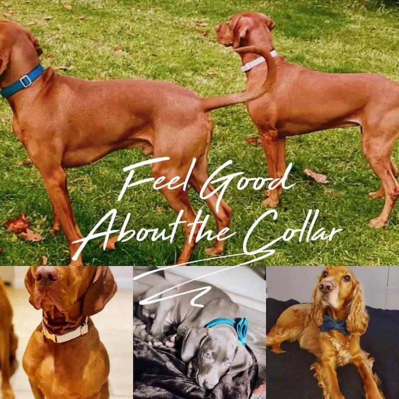 Velvet dog collar and leash set in multiple colours by AdTec, shown on several dogs