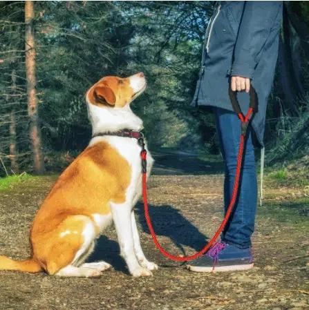 Reflective nylon dog leash by AdTec in red for walking and training dogs of all sizes.