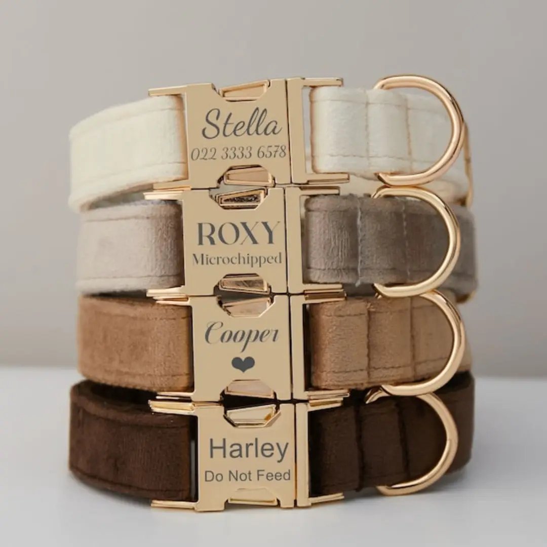 Set of 4 velvet dog collars in cream, gray, taupe and brown with gold buckles and personalized nameplates