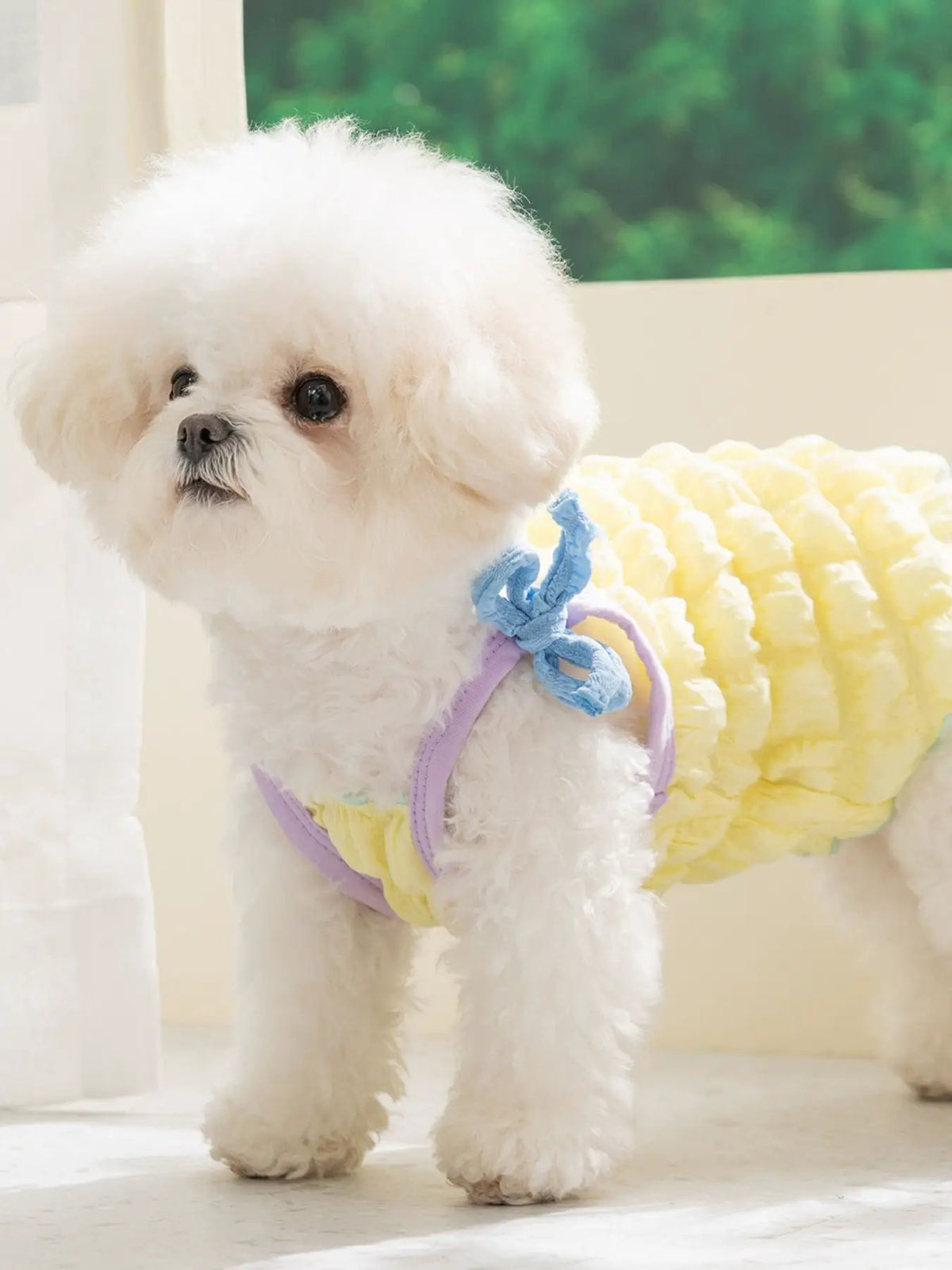 Bubble Textured Tie Shoulder Pet Top in lavender and yellow with a blue bow strap on a fluffy white dog