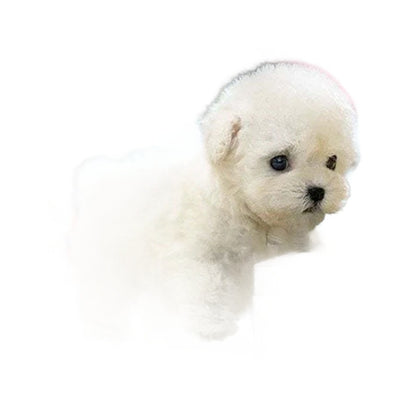 Peluche courte de chiot robot