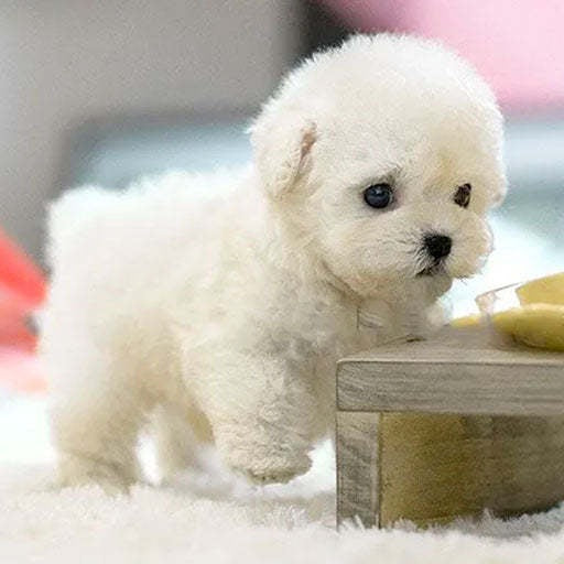 Mon chien robot en peluche courte