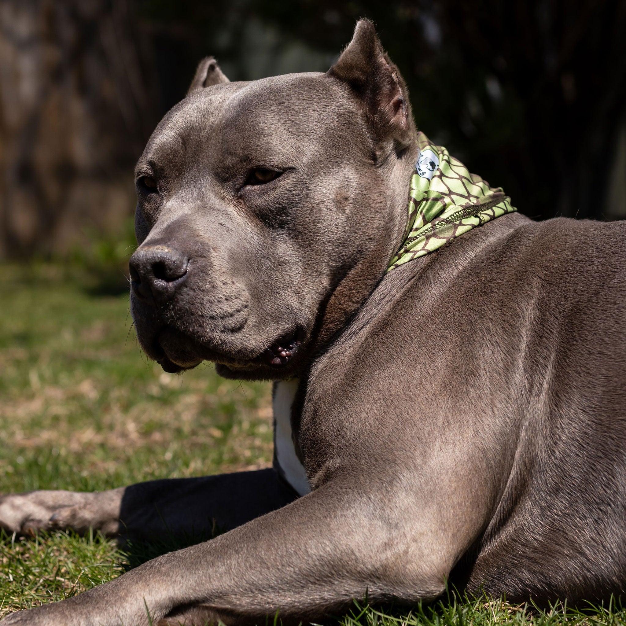 Slither Pup Scruff-3